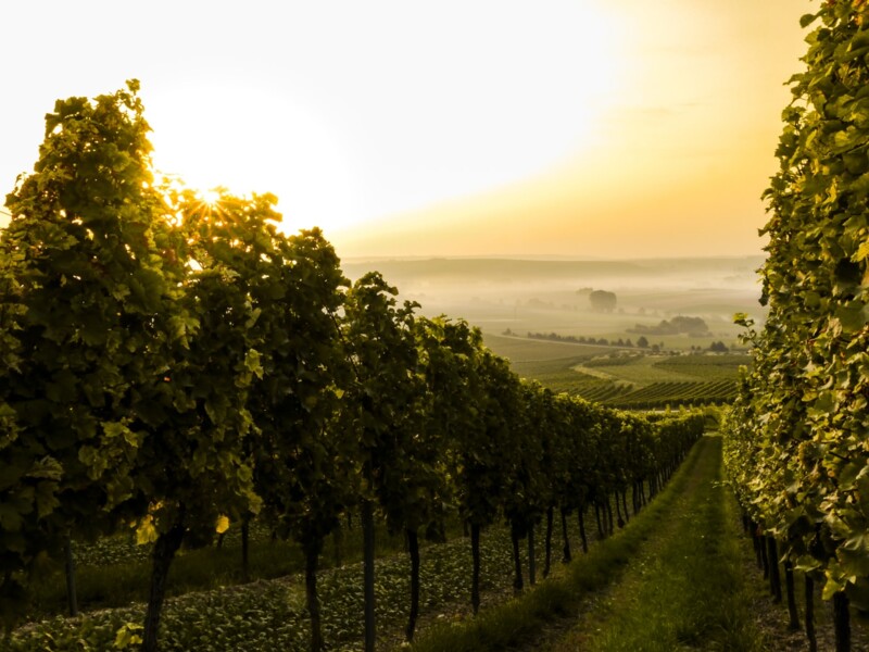 Vineyards at sunset, with long rows of grapevines and fog in the background.